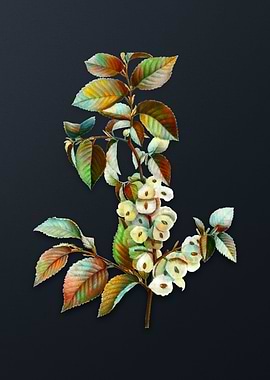 Vintage Field Elm Flower