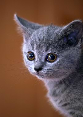 Cat Cats Feline Kitty