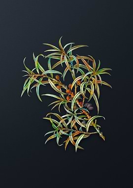 Common Sea Buckthorn
