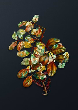 Vintage Carob Tree Flower