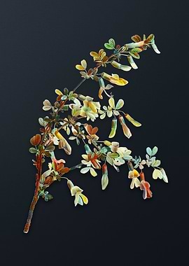 Vintage Caragana Sinica