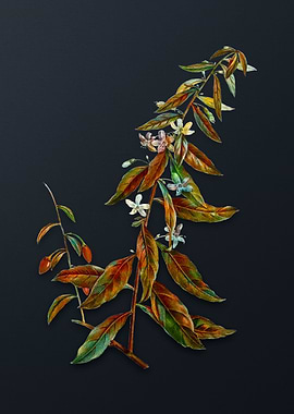 Vintage Goji Berry Tree