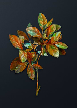 Eastern Leatherwood Flower