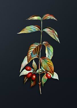 Vintage Cornelian Cherry