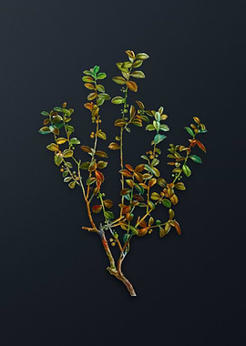 Vintage Cape Myrtle Flower