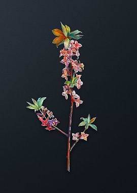 February Daphne Flowers