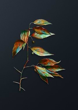 European Nettle Tree