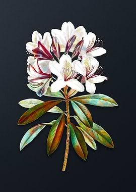 Common Rhododendron Flower