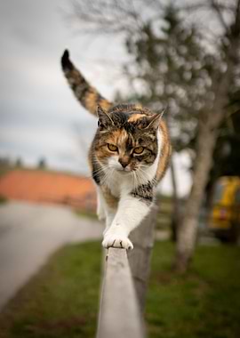 Cat Cats Feline Kitty