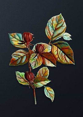 Carolina Allspice Flower