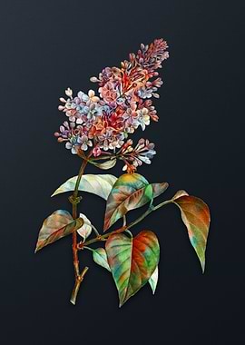 Common Pink Lilac Plant