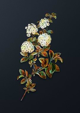 Germander Meadowsweet