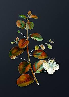 Vintage Caper Plant Flower