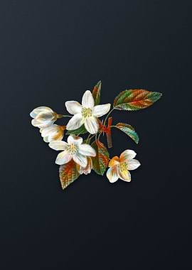 Vintage Crabapple Flower