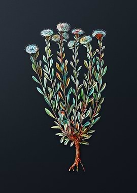 Vintage Globe Daisies