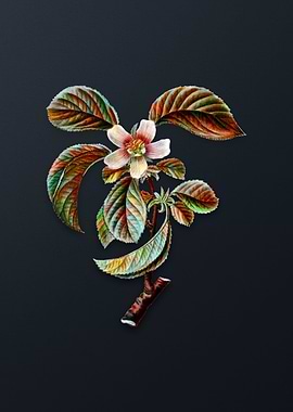 Vintage Chinese Quince