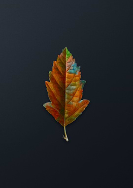 Vintage Crabapple Flower