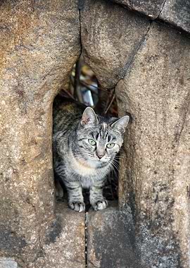 Cat Cats Feline Kitty