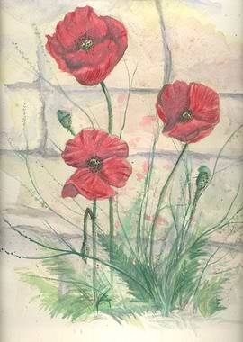 Poppies