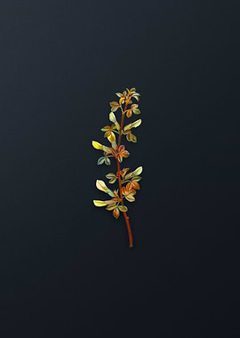 Vintage Common Cytisus