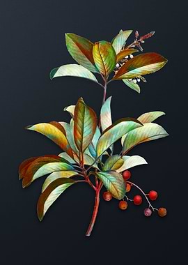 Greek Strawberry Tree