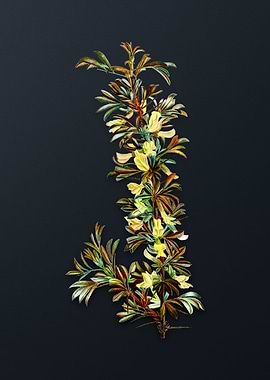 Vintage Caragana Spinosa