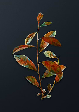 Vintage Grey Willow Flower