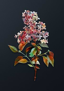 Vintage Chinese Lilac