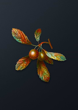 Vintage Crabapple Flower