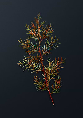 Vintage Virginian Juniper