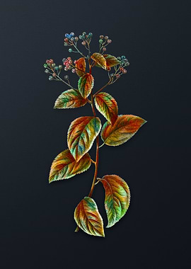 Vintage New Jersey Tea