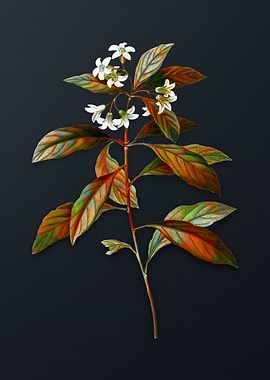 Sweet Pittosporum Branch