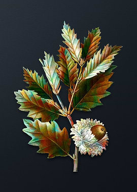 Vintage Valonia Oak Flower