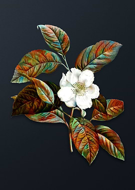 Vintage Stewartia Tree