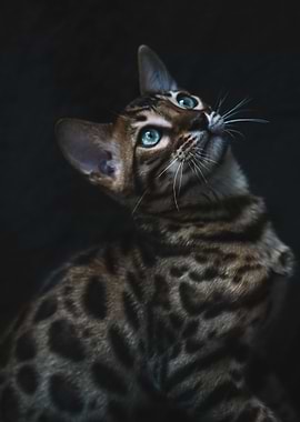 Cat Cats Feline Kitty