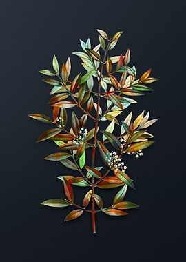 Phillyrea Tree Branch