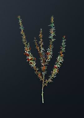 Vintage Tortoise Berry