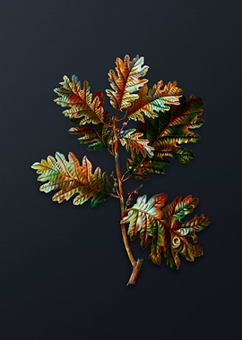 Vintage Hungarian Oak