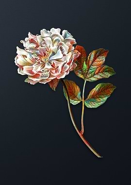 Vintage Tree Peony Flower
