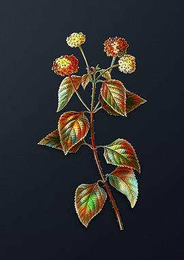 Vintage Tickberry Flower