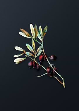Vintage Olive Tree Branch