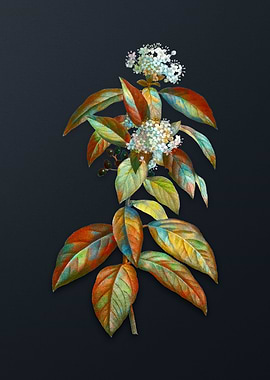 Vintage Laurustinus Flower