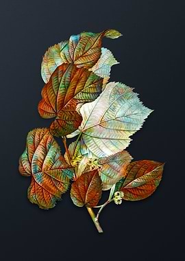 Vintage Linden Tree Branch