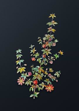 Madder Leaved Bauera