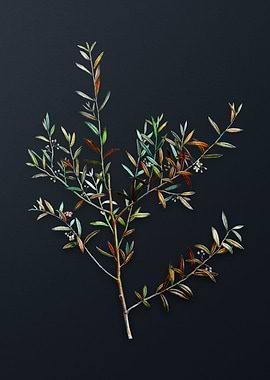 Myrtle Dahoon Branch