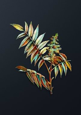 Vintage Staghorn Sumac