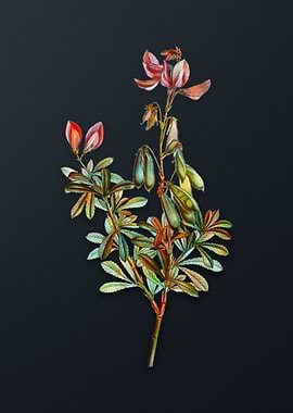 Vintage Restharrows Flower