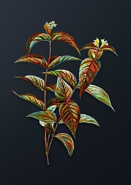 Northern Bush Honeysuckles