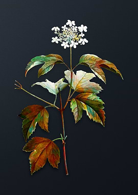 Vintage Guelder Rose