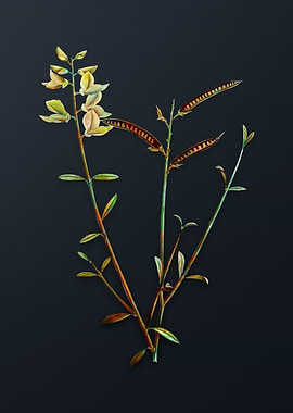 Vintage Spanish Broom